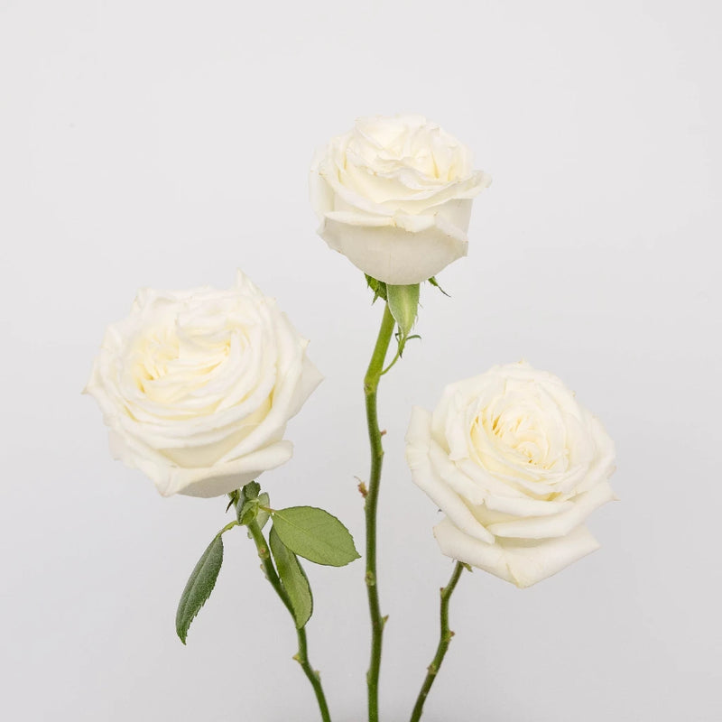 White Rose Mothers Day Special Stem - Image