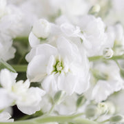 Ready To Go Wholesale Centerpieces Card