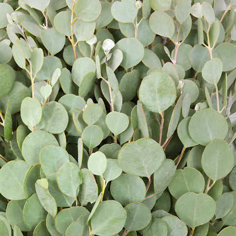 Gum Drop Eucalyptus Greenery Up Close