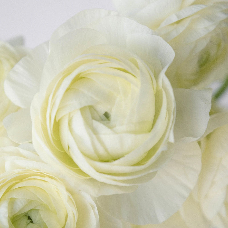 Wholesale Ranunculus Flowers Champagne Close Up - Image