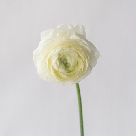 Wholesale Ranunculus Flowers Champagne Stem - Image