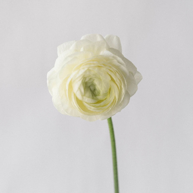 Wholesale Ranunculus Flowers Champagne Stem - Image