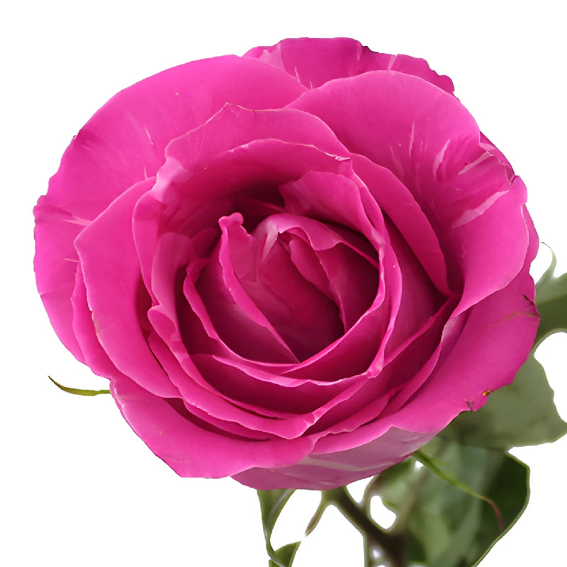 Wild One Pink Rose
