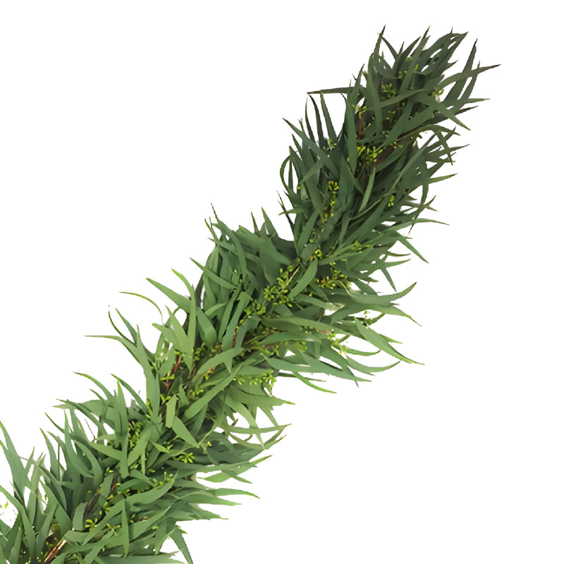 Willow Seeded Eucalyptus Wholesale Greenery FlatLay