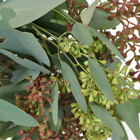 Willow Seeded Eucalyptus Wholesale Greenery Up Close