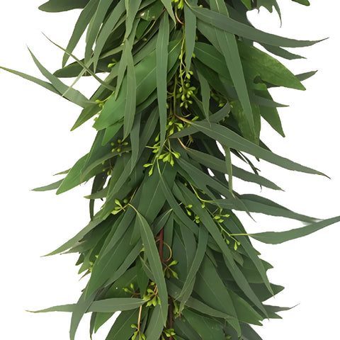 Willow Seeded Eucalyptus Wholesale Greenery Up Close