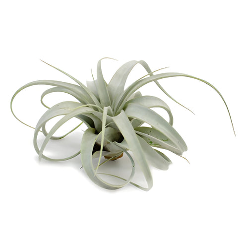 Sage Green Xerographica Air Plants