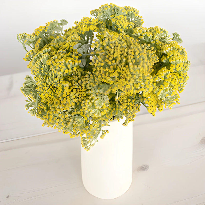 Yellow Achillea Yarrow Flowers