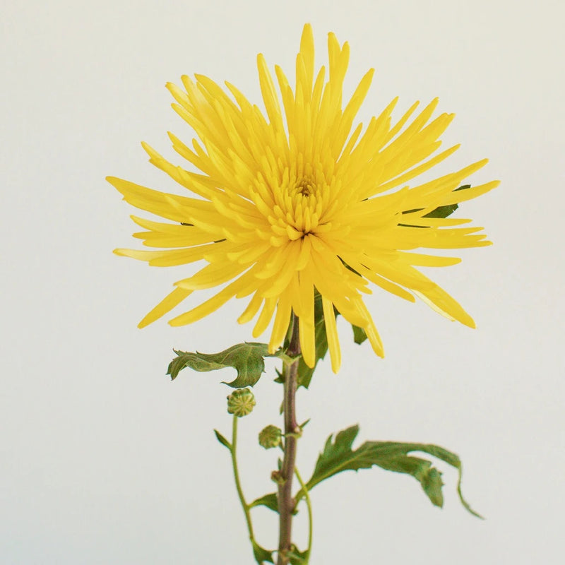 Yellow Anastasia Flower Stem - Image