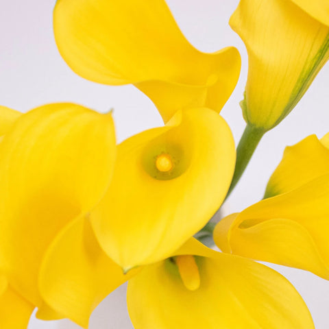 Yellow Golden Calla Lily Flower Up Close