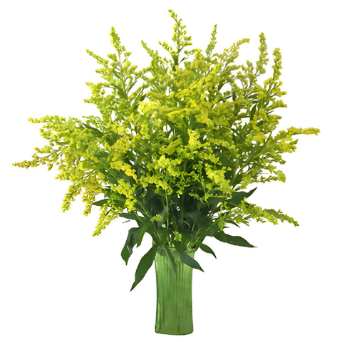 Yellow Enhanced Estelle Solidago Filler Flowers