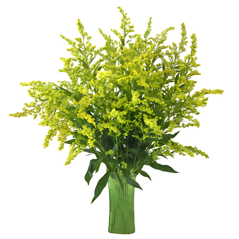 Yellow Enhanced Estelle Solidago Filler Flowers