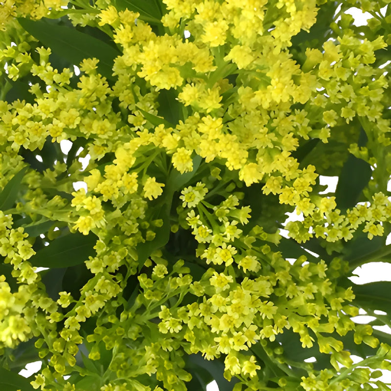 Yellow Enhanced Estelle Solidago Filler Flowers
