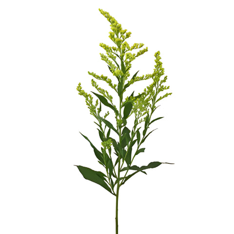 Yellow Enhanced Estelle Solidago Filler Flowers