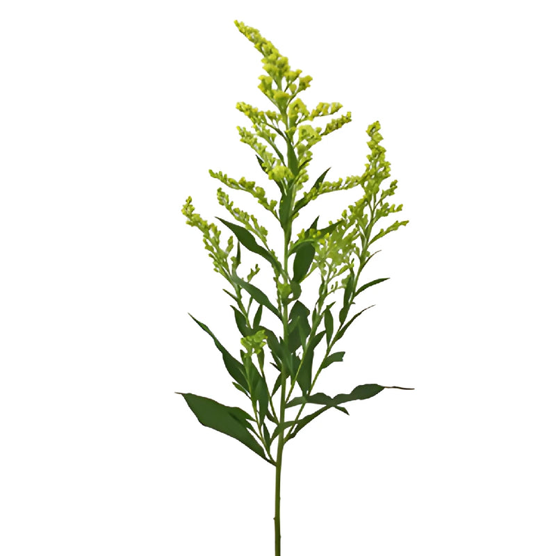 Yellow Enhanced Estelle Solidago Filler Flowers