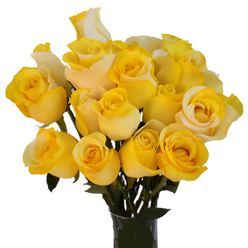 Yellow and White Rainbow Roses