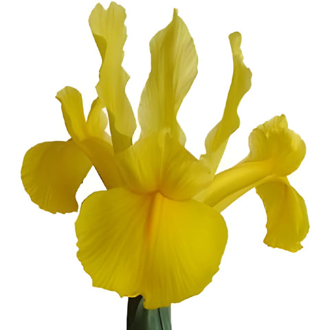 Yellow Iris Flowers