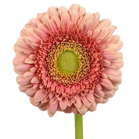 Ravishing Coral Mini Gerbera Daisy