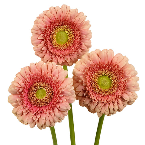 Ravishing Coral Mini Gerbera Daisy